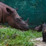 Un bébé rhinocéros en voie de disparition est né dans la pépinière : 80 d'entre eux restent à l'état sauvage