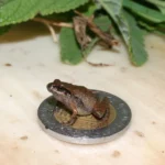 Found tiny frogs that are never tadpoles