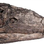 Fossil of a four-meter crocodile was found in Vietnam. His skeleton is completely preserved