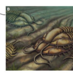 Les anciens mâles trilobites attachaient les femelles pendant l'accouplement