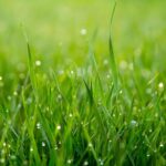 De ce este iarba verde? explicatie stiintifica