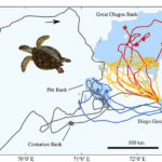 The study showed that turtles have little idea where they are swimming