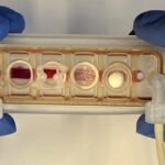 Engineers place several interconnected organs on a chip for the first time