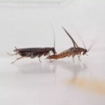 Humans have caused the strange evolution of cockroaches