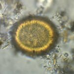 Look at the oldest helminth egg: it was in a cave where people and bears lived