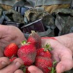 V Chersonské oblasti jsou útočníci najímáni, aby sbírali jahody pro místní obyvatele za 50 UAH/hod.