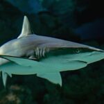 Scientists have proven that the human ear developed from fish gills