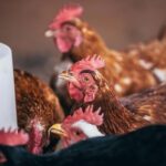 Artificial intelligence taught to understand the clucking of chickens