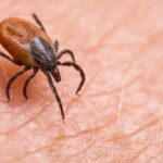 Why is a tick bite dangerous for human life