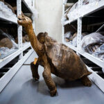 «Фантастична» черепаха, яка понад сто років вважалася зниклою, знайдена живою