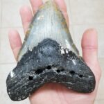 What megalodon ate: scientists talked about the diet of the world's largest shark
