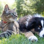 In Russia, cats and dogs were cured of cancer at a neutron accelerator