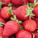 Nutritionist told how often you can eat strawberries