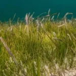 A fost descoperită o plantă de 200 de kilometri pătrați