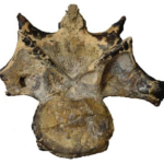 Carnivorous dinosaur fossil found in 'worst place in the world'