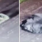 Video: Russian tank ran over a mine and successfully demilitarized