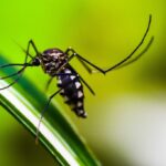 Monkeypox and Japanese encephalitis will become more dangerous: why the situation with viruses is getting worse