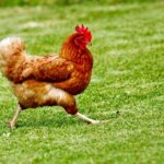 Scientists have found that chickens used to live in trees and were domesticated thanks to rice
