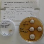 The fungus that ate the spider was "hiding" in an unusual place: the story of its origin is finally revealed