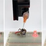 Dead spiders turned into robots that grab objects