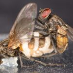 Zombie fungus causes healthy male flies to mate with corpses of females
