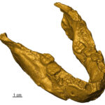 In Africa, the teeth distinguished the most ancient Australopithecus from Homo