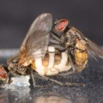 Le champignon attire les mouches mâles pour qu'elles s'accouplent avec les cadavres des femelles