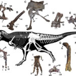 Scientists understand why T-Rex and other large dinosaurs had small "hands"