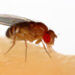 Scientists "hacked" the brain of a fly and were able to control it remotely