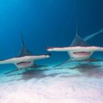 Why do some sharks have a hammer-shaped head: this has several advantages