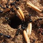 Ant colonies behave like neural networks in the brain when making decisions