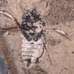 Jurassic insect carried eggs on its legs