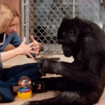 Why We Understand Languages ​​But Monkeys Don't