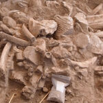 قبل 37000 عام تم اصطياد الماموث في أمريكا. كان يعتقد أنه لم يكن هناك أشخاص