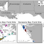 Ölpest im Golf von Mexiko verursacht genetische Mutationen bei Delfinen