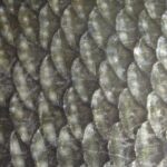 Scientists have learned how to make screens from fish scales