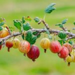 Who needs to eat gooseberries with care so as not to harm health