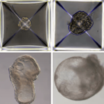 Synthetic stem cell embryos successfully grown without a uterus