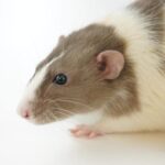 في روسيا ، تم إنشاء الفئران الشبحية لتحل محل الفئران الحقيقية في التجارب العلمية