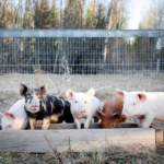 أعاد العلماء إحياء أعضاء الخنازير جزئيًا بعد ساعة من الموت