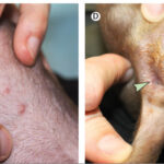The Lancet: Monkeypox first spread from human to dog