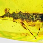 Insect found in resin that could look at 360 ° and catch food with sticky paws