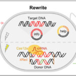 Geneticists have turned the DNA of living cells into a "rewritable CD"