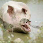 Scientists were able to revive a pig an hour after death - some organs recovered 100%
