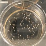 Engineers have developed a miniature encephalograph for the “brain in a test tube”