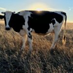 Wissenschaftler zwangen Kühe, in der Hitze mehr Milch zu geben