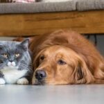 Cum influențează pisicile și câinii comportamentul stăpânilor lor