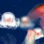 Les scientifiques ont découvert le secret de l'immortalité des méduses. Cela peut aider à ralentir le vieillissement humain