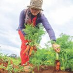 Scientists have proven the benefits of the garden and the garden for women