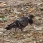 Two-headed pigeon caught on video in Moscow